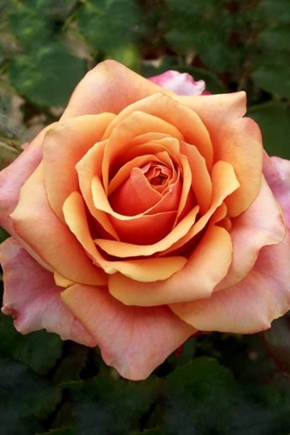 Троянда чайно-гібридна ’Бірді’ (помаранчево-рожева)|Hybrid tea rose ’Birdie’|Роза чайно-гибридная ’Бирди’ (оранжево-розовая)